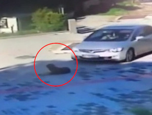 köpeğe çarptı izmir güzelbahçe ile ilgili görsel sonucu