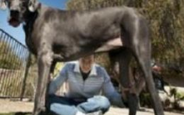 Dünyanın en uzun boylu köpeği öldü