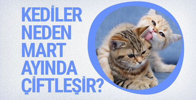 Kediler Neden Mart Ayinda Ciftlesir Sanal Basin