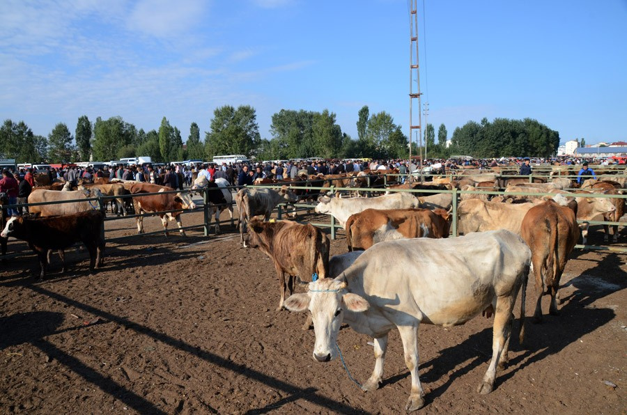 Kurbanlık dana ve koyun fiyatları en iyi kurbanı seçme tüyosu!