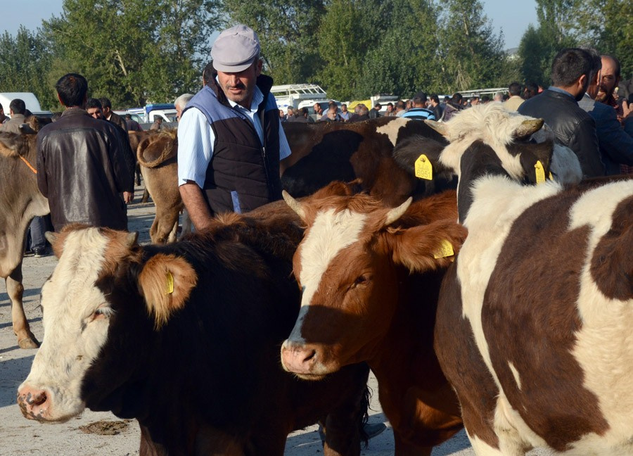 Kurbanlık dana ve koyun fiyatları en iyi kurbanı seçme tüyosu!
