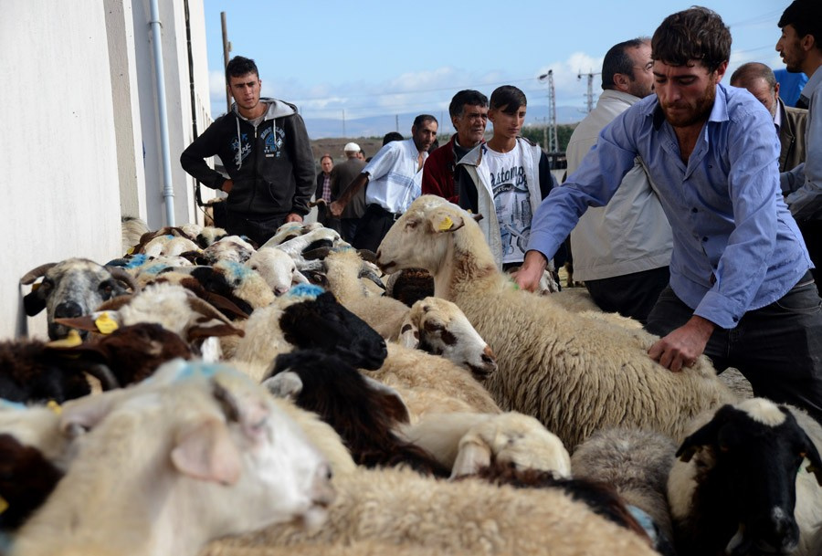 Kurbanlık dana ve koyun fiyatları en iyi kurbanı seçme tüyosu!