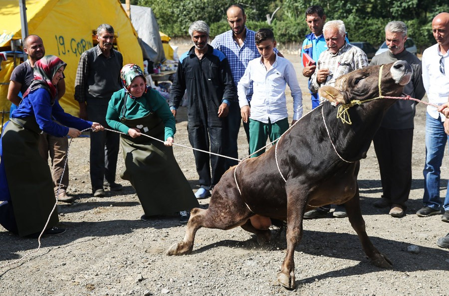 Kurbanlık dana ve koyun fiyatları en iyi kurbanı seçme tüyosu!