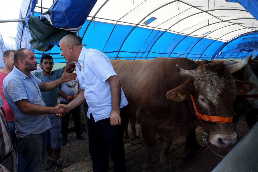 Kurbanlık dana ve koyun fiyatları en iyi kurbanı seçme tüyosu!