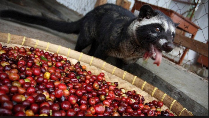 Bu Kahve Kedi Dışkısından Yapılıyor Fiyatı İse İnanılmaz!