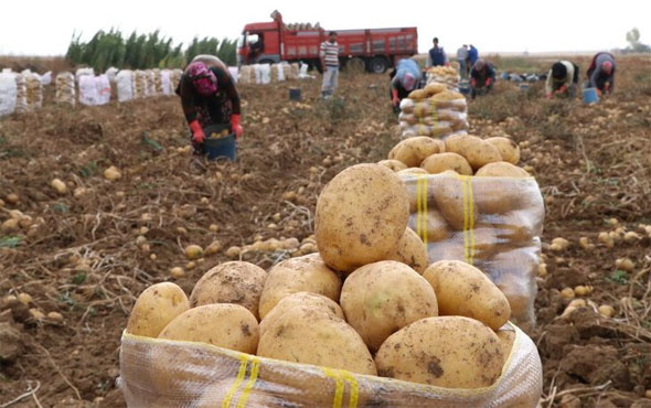 Patates üreticisine şimdi de yağmur engeli: Çamur olduğu için tarlalara girilemiyor 76