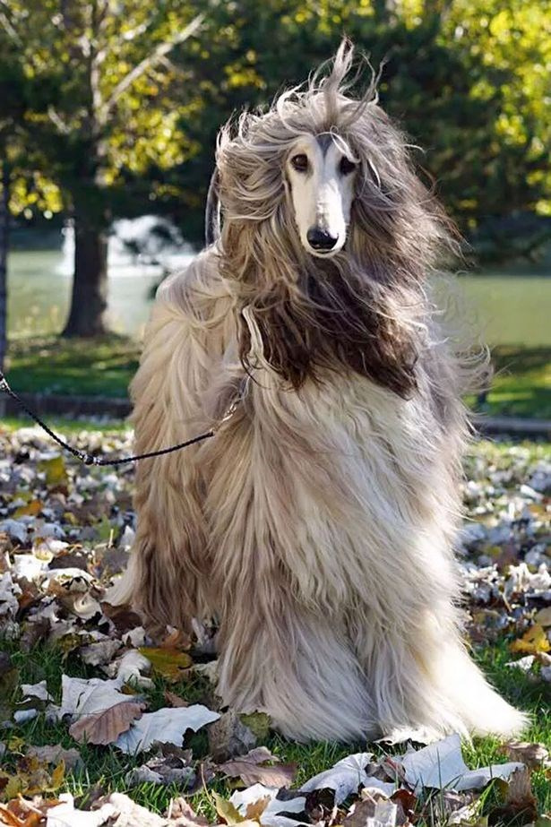 Dünyanın en güzel köpeği AJ Nirvana Battle