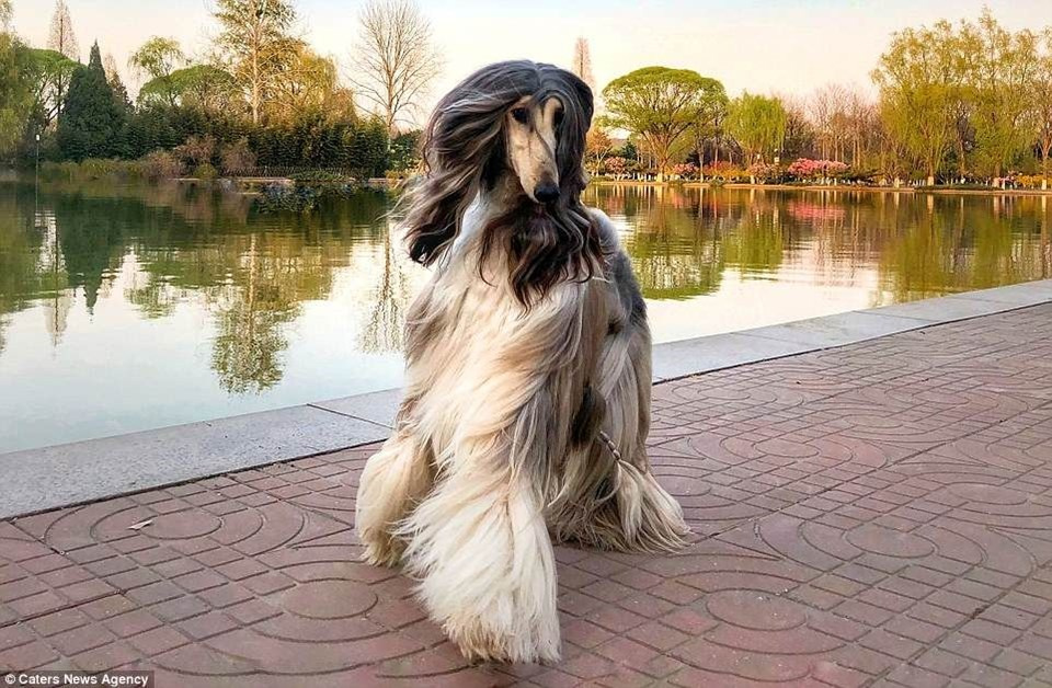Dünyanın en güzel köpeği AJ Nirvana Battle