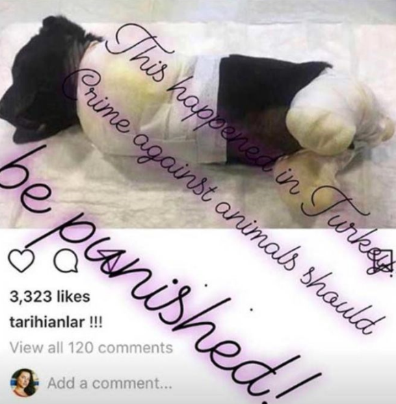 Adriana'dan büyük sürpriz! Metin Hara paylaştı ortalık yıkıldı
