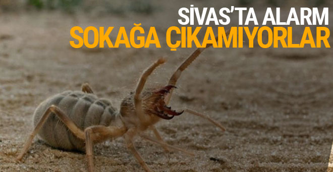 Et yiyen örümcek Sivas'ta ortaya çıktı