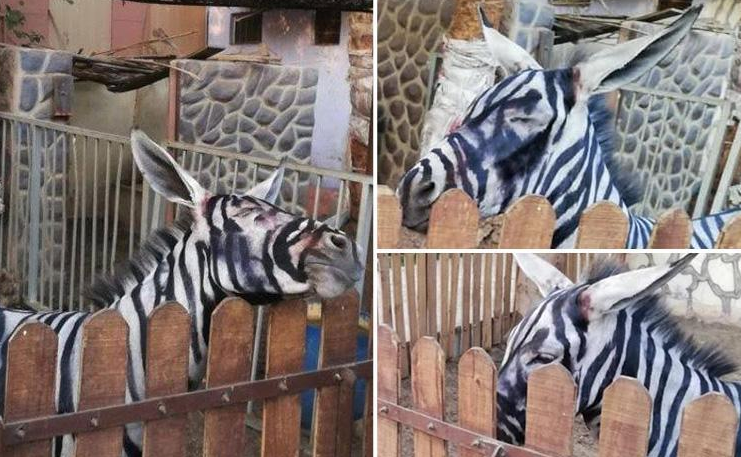 EÅeÄi boyayÄ±p zebra diye yutturdular! DÃ¼nyanÄ±n konuÅtuÄu olay