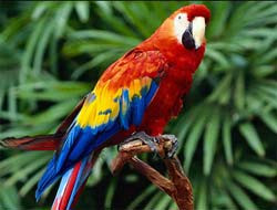 Beyaz, sarı ve kırmızı kuş, gouldian ispinoz zebra ispinoz kuş yerli Özalın papağanı animatör oldu