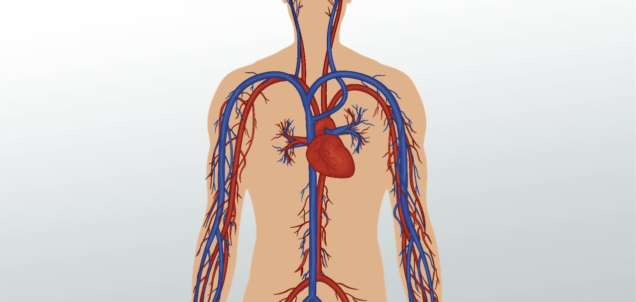 Kalp Ve Damar Hastaliklari Genetik Midir Saglik Haberleri