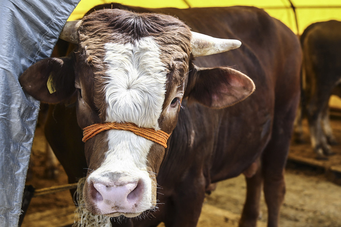 Bakanlık�tan kritik uyarı! Kurban eti için bunu sakın yapmayın