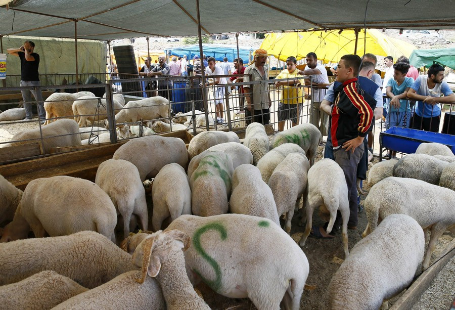 Kurbanlik Fiyatlari 2016 Carrefour Kipa Migros Real