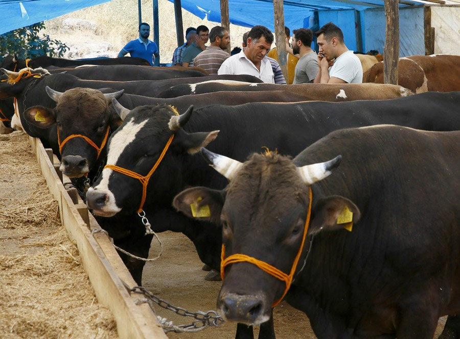 Kurbanlik Fiyatlari 2016 Carrefour Kipa Migros Real