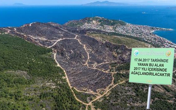 Izmir De Kul Olan Orman Yesilleniyor Internet Haber