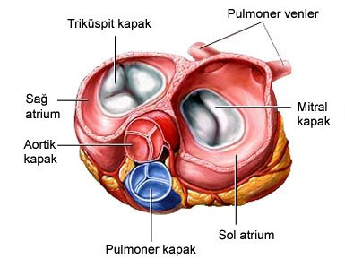 Kalp Kapakcigi Hastaliklari Belirtileri Yoruluyorsaniz Ve Saglik Haberleri