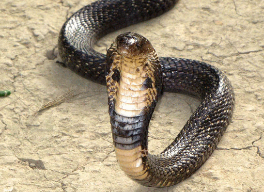 aref sihirbaz son durumu nasil kobranin isirdigi kolu kesilir mi internet haber