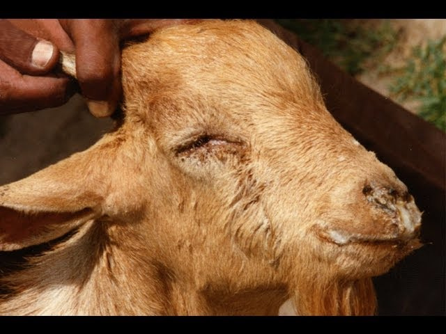 Koyunlarda Goz Hastaliklari Tedavisi