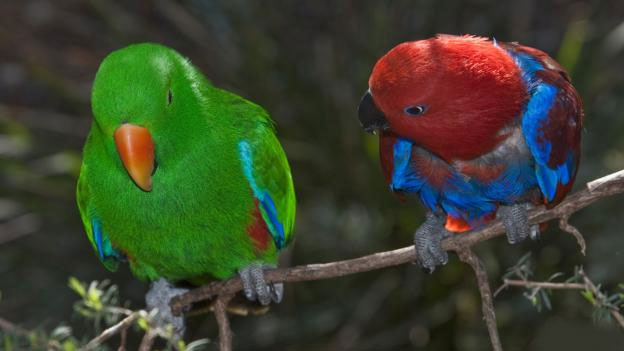 yarısı dişi yarısı erkek embriyo papagan