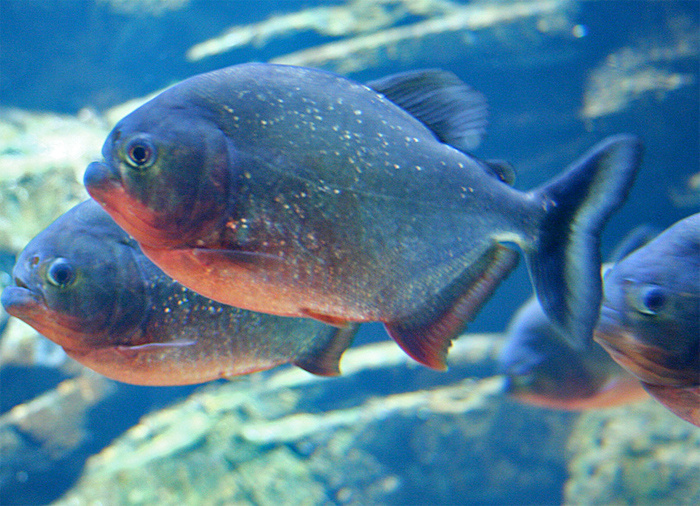 pirana baligi nedir kan kokusuna dayanamazlar ve internet haber