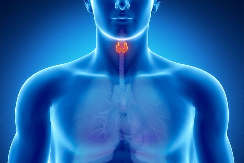 tiroid belirtileri neler tiroid bezi guatr tedavisi nasil saglik haberleri