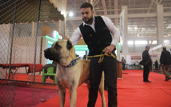 Kangal'ın Güneydoğulu rakibi Kurtboğan fiyatıyla dudak uçuklatıyor - Sayfa 1