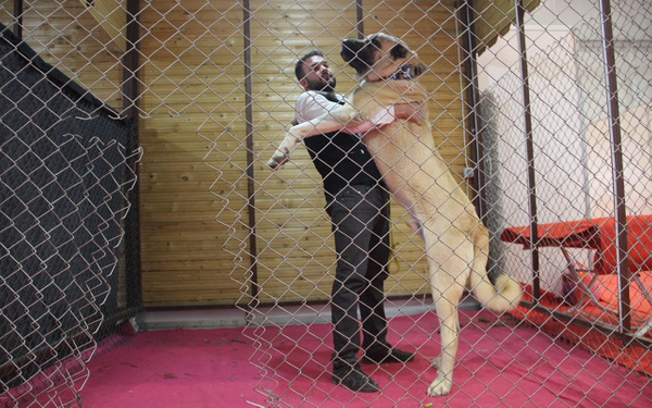 Kangal'ın Güneydoğulu rakibi Kurtboğan fiyatıyla dudak uçuklatıyor - Sayfa 2