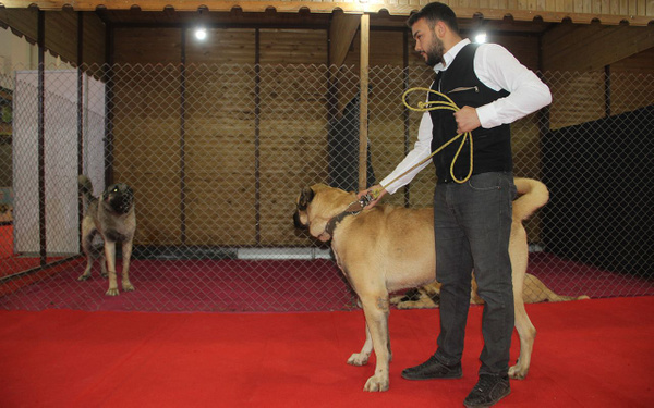 Kangal'ın Güneydoğulu rakibi Kurtboğan fiyatıyla dudak uçuklatıyor - Sayfa 3