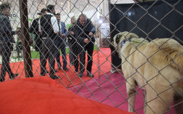 Kangal'ın Güneydoğulu rakibi Kurtboğan fiyatıyla dudak uçuklatıyor - Sayfa 4