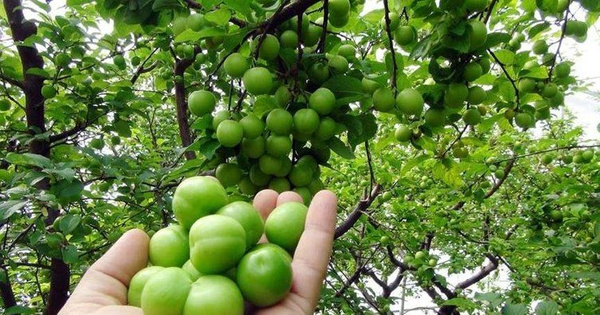 Mersin'de eriğin tanesi 10 liraya satılmaya başlandı - Sayfa 2