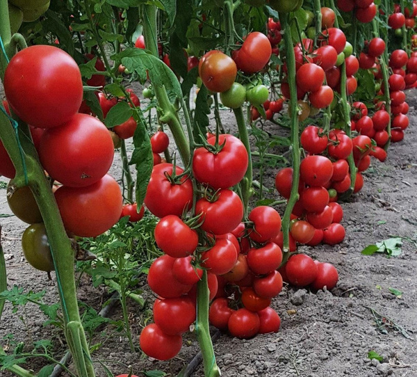 Domatesin fiyatı birden arttı 13 liraya kadar çıkacak - Sayfa 1