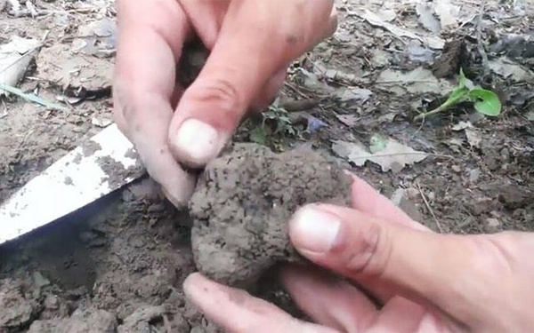 Kral yiyeceği trüf mantarı Kahramanmaraş'ı ihya edecek - Sayfa 1