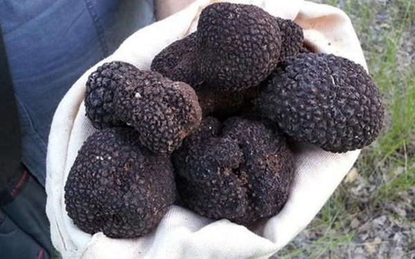 Kral yiyeceği trüf mantarı Kahramanmaraş'ı ihya edecek - Sayfa 3