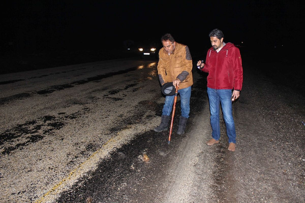 5 bin yıldır çiftleşmek için geliyorlar! Kurbağalara alt geçit yapılıyor - Sayfa 2