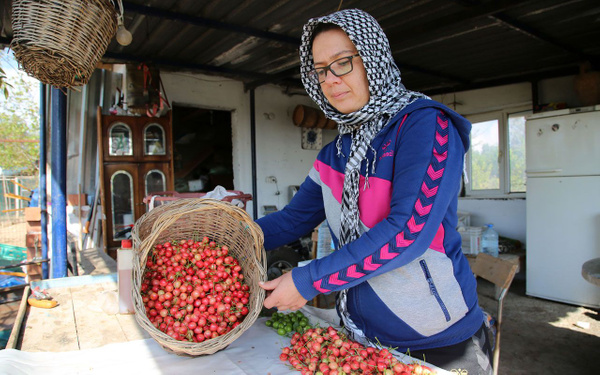 Manisa’da kirazın ilk hasadı yapıldı yakında sofralarda olacak - Sayfa 1