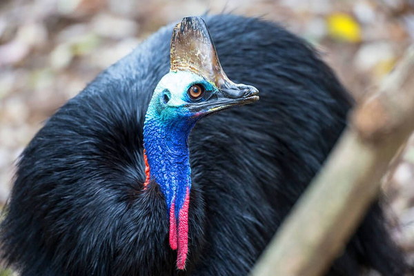 ABD egzotik kuş Cassowary sahibini öldürdü - Sayfa 1