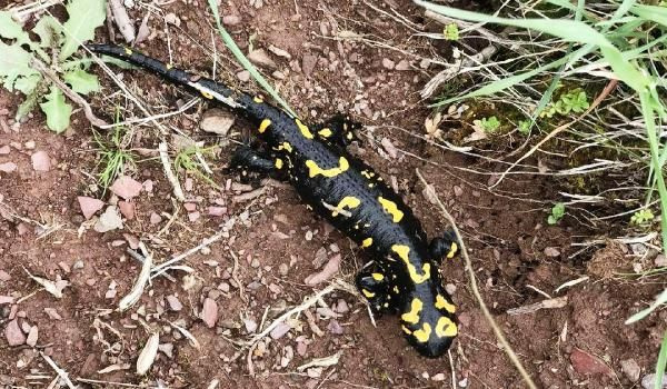 Malatya'da vatandaş çekti nesli tükenmekte olan Türk semenderi - Sayfa 3