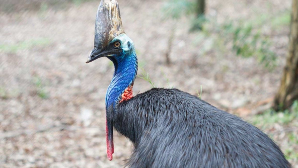 ABD egzotik kuş Cassowary sahibini öldürdü - Sayfa 3