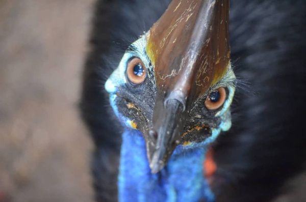 ABD egzotik kuş Cassowary sahibini öldürdü - Sayfa 4