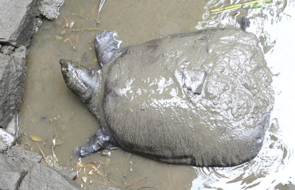 Yangtze kaplumbağası 90 yaşında öldü! Türünün bilinen son örneği - Sayfa 4