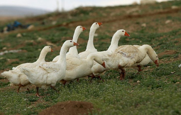 Patron olmak için işinden istifa etti! 3 ülkeye satıyor ve paraya para demiyor - Sayfa 2