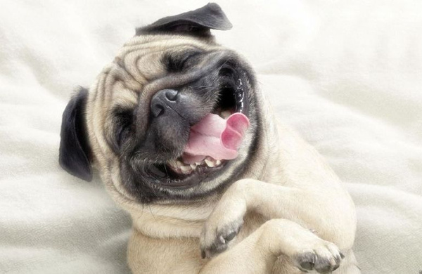 Köpekler sakallı erkeklerden daha temiz çıktı - Sayfa 2