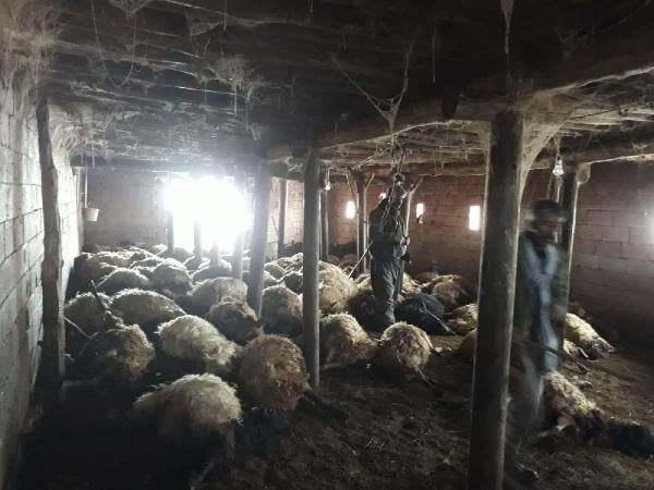 Hakkari'de kurtlar 110 koyunu telef etti - Sayfa 1