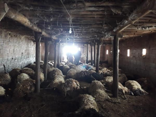 Hakkari'de kurtlar 110 koyunu telef etti - Sayfa 2