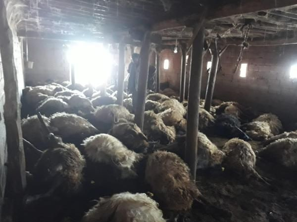 Hakkari'de kurtlar 110 koyunu telef etti - Sayfa 3