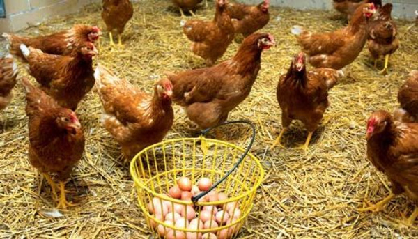Canan Karatay'ı kızdıracak yumurta haberi - Sayfa 2
