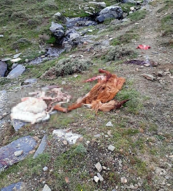 Manisa'da kamyonette 800 kilo at eti ile yakalandılar! - Sayfa 3