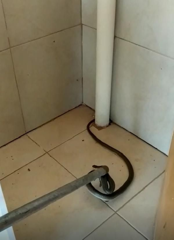 Balkondaki 2 metrelik yılan korkuttu! - Sayfa 1